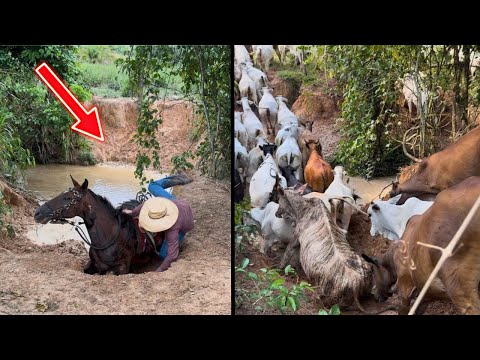 CAVALO CAIU COM @Fazenda3quedas ,VENDEMOS 120 NOVINHAS PARA PAGAR AS CONTAS 😱💸