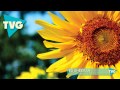 Ed Sheeran - I See Fire (Alex Schulz Bootleg ...