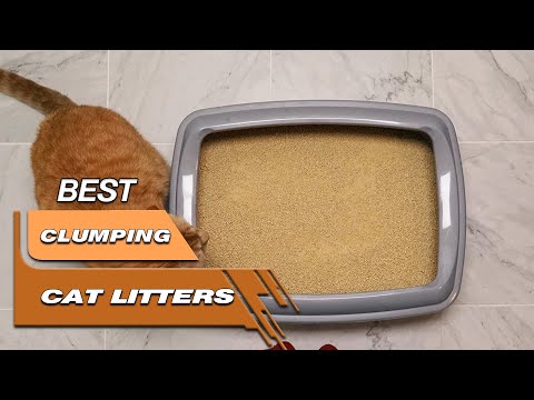 Top 5 Best Clumping Cat Litters Review in 2022 - On The Market Today