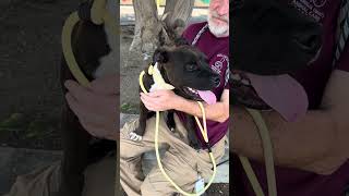 Video preview image #1 Mutt Puppy For Sale in Pasadena, CA, USA