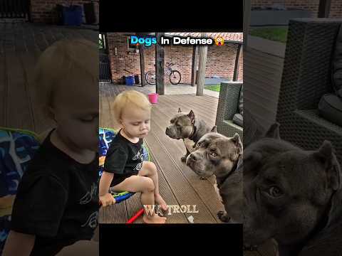 Dog Protection...💀💀 #troll #trollface #edit