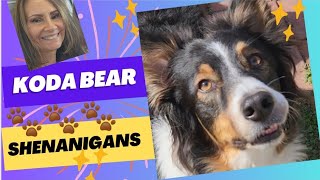 Koda Bear Shenanigans! (A day in the life of an Australian Shepherd)