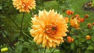 The Christ in You - The Waterboys