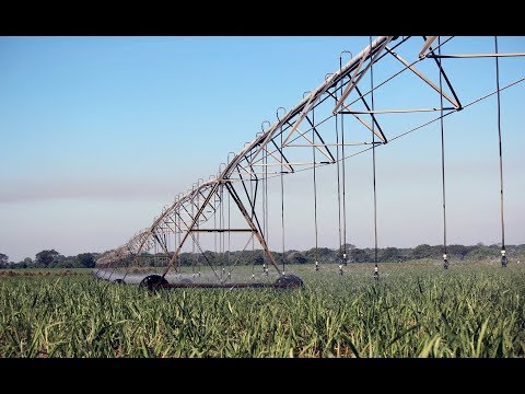 استخدام رشاشات i-Wob من Senninger في ري قصب السكر | Hunter Agricultural Irrigation