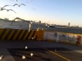 Seagulls Snatching Food Out Of My Hand