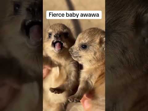 This Animal Makes the Cutest Noises