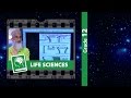 Plant Hormones