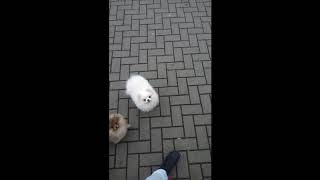 Video preview image #1 Pomeranian Puppy For Sale in Chisinau, Chisinau Municipality, Moldova