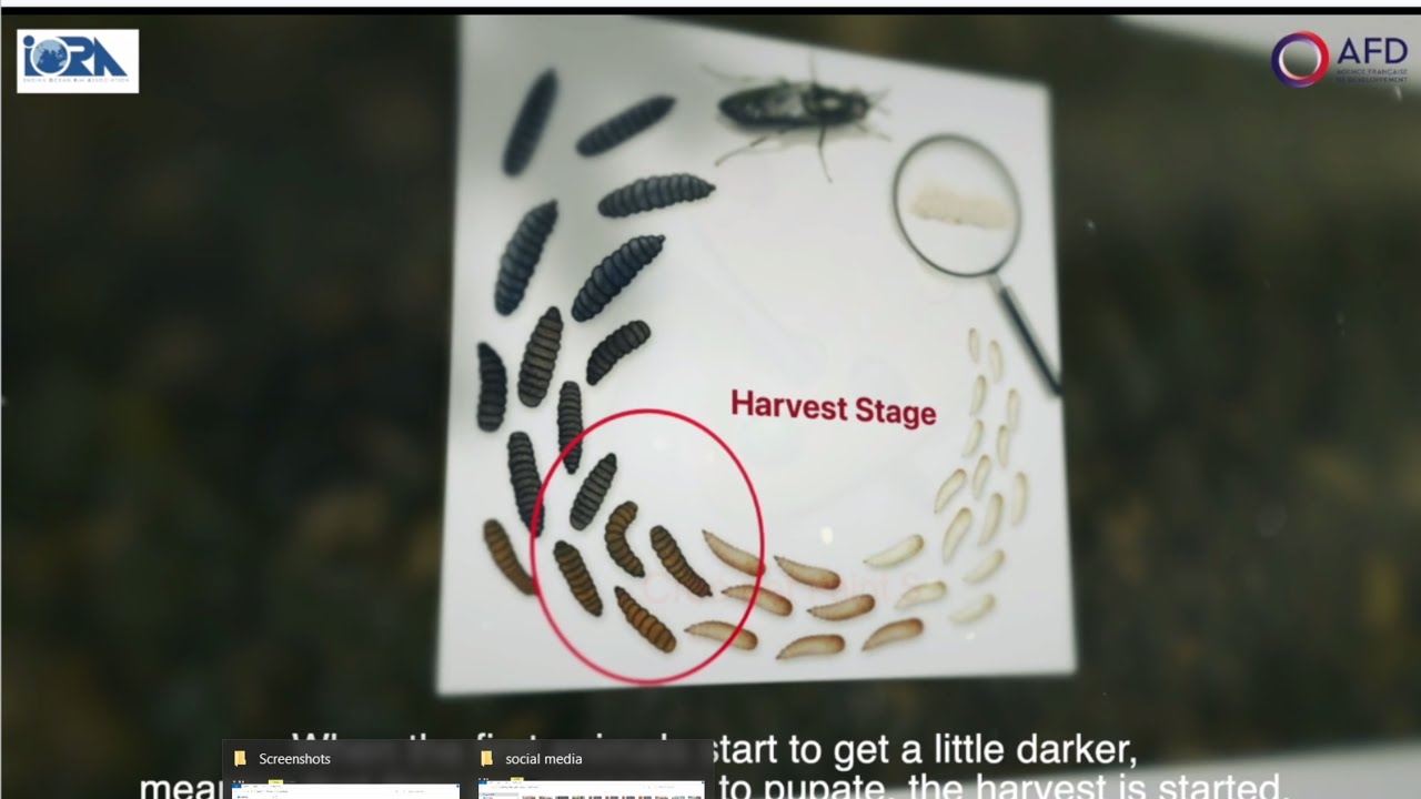 IORA & AFD - Insect Farming- Supporting Traditional Fish Farmers in the IORA Member States