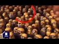 Mensagems Subliminares Minions Wmv
