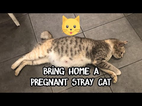 Rescued a stray pregnant cat from the street