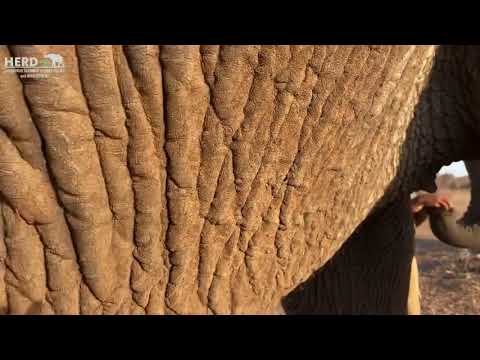 The Anatomy of an Elephant — The Elephant’s Skin 🐘💦