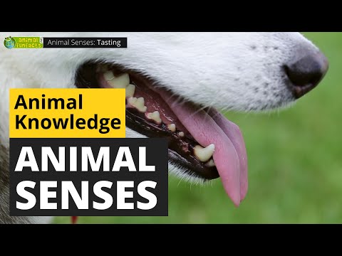 Animal Senses - Visual Perception, Hearing, Taste, Smell - Animals for Kids - Educational Video