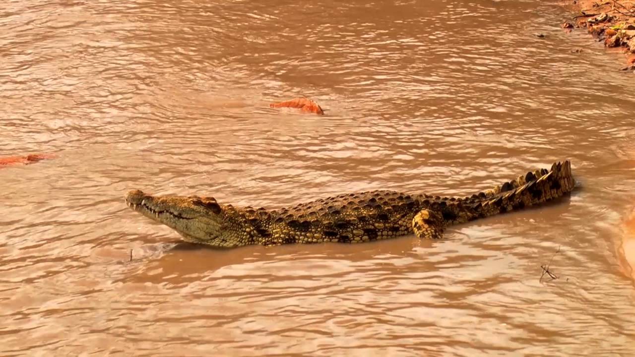 Tansania: Serengeti Krokodil Affe (0:32)