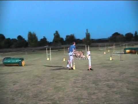 Southern River Agility Trial 2010 Novice Jumping: Simon and Dexter