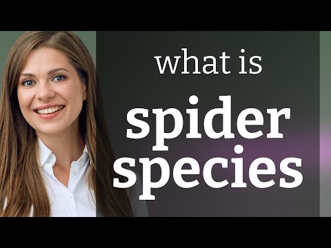 Understanding Spider Species: A Guide for English Learners