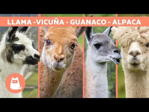 , title : 'LLAMA vs ALPACA vs VICUÑA vs GUANACO 🦙 ¡Aprende a diferenciarlos!'