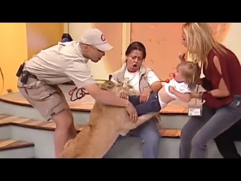 See Horrifying Moment A Lion Cub Tried To Snatch Screaming Toddler Live on TV