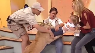 See Horrifying Moment A Lion Cub Tried To Snatch Screaming Toddler Live on TV