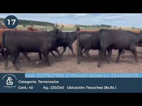 Lote Hembras - Necochea Bs As