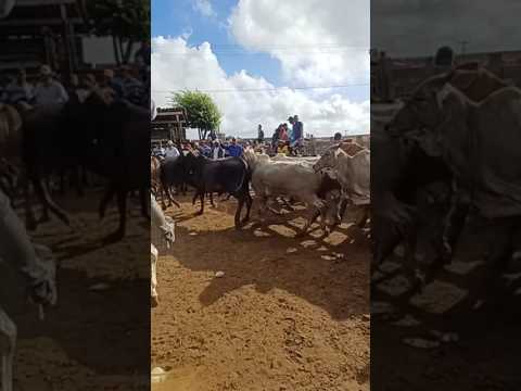 #youtubeviral #gado #pecuarista #youtubeshorts #agro #capoeiras #capoeiras #pernambuco #brasil