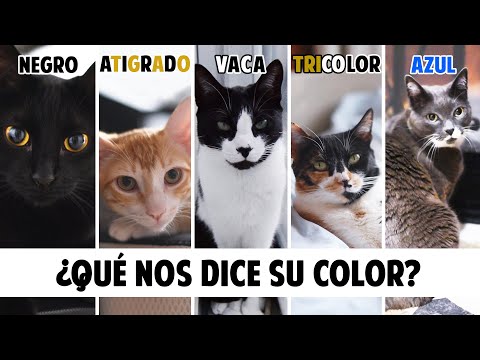 , title : 'Conoce mejor a tu GATO según el COLOR DE SU PELO | Gatunalidad y curiosidades felinas'