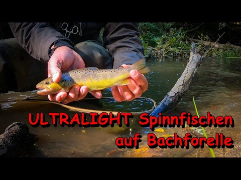 Spinnfischen in MV - Mit UL-Spinnrute im "Urwald" auf Bachforelle