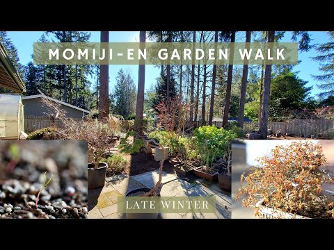 Japanese Maple Bonsai Garden Walk (Late Winter Edition)