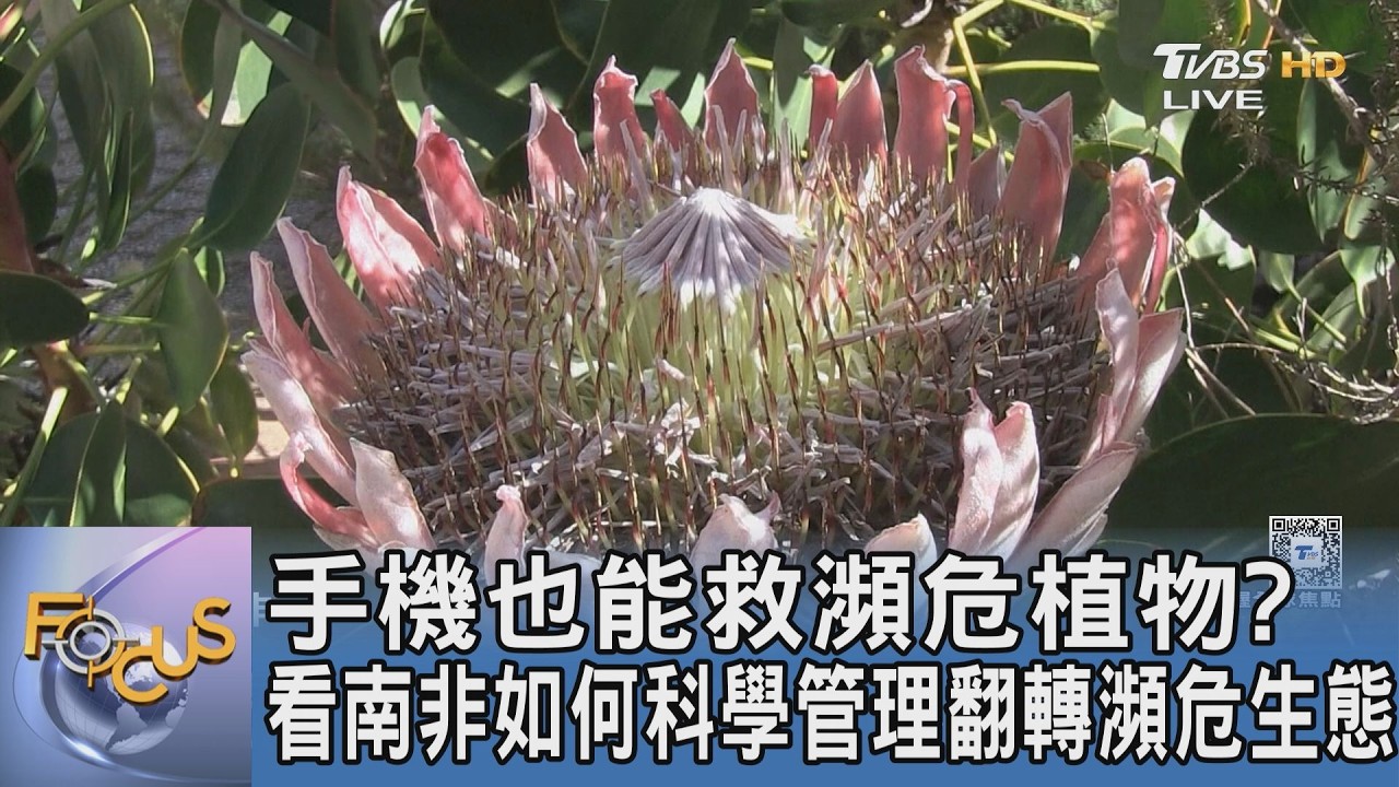 手機也能救瀕危植物？看南非如何科學管理翻轉瀕危生態