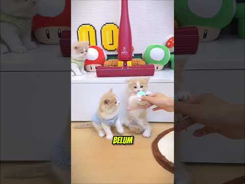 Lucu banget anak kucing ini 😹 #shortviral #kucing