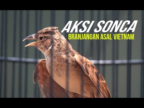 download lagu mp3 mp4 Sonca, download lagu Sonca gratis, unduh video klip Sonca