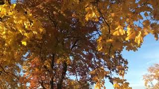 Jared Andrews - I Think I’m Gonna Kill Myself