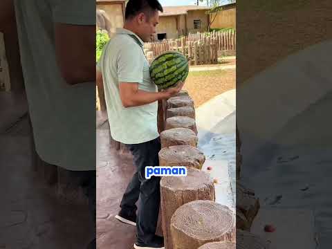 Paman memberi semangka kepada kudanil 🦛 #animals #kudanil #shorts
