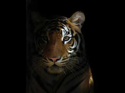 LOS TIGRES DEL NORTE, MIX CORRIDOS