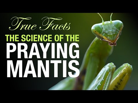 True Facts: The Science of the Praying Mantis