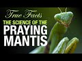 True Facts The Science Of The Praying Mantis