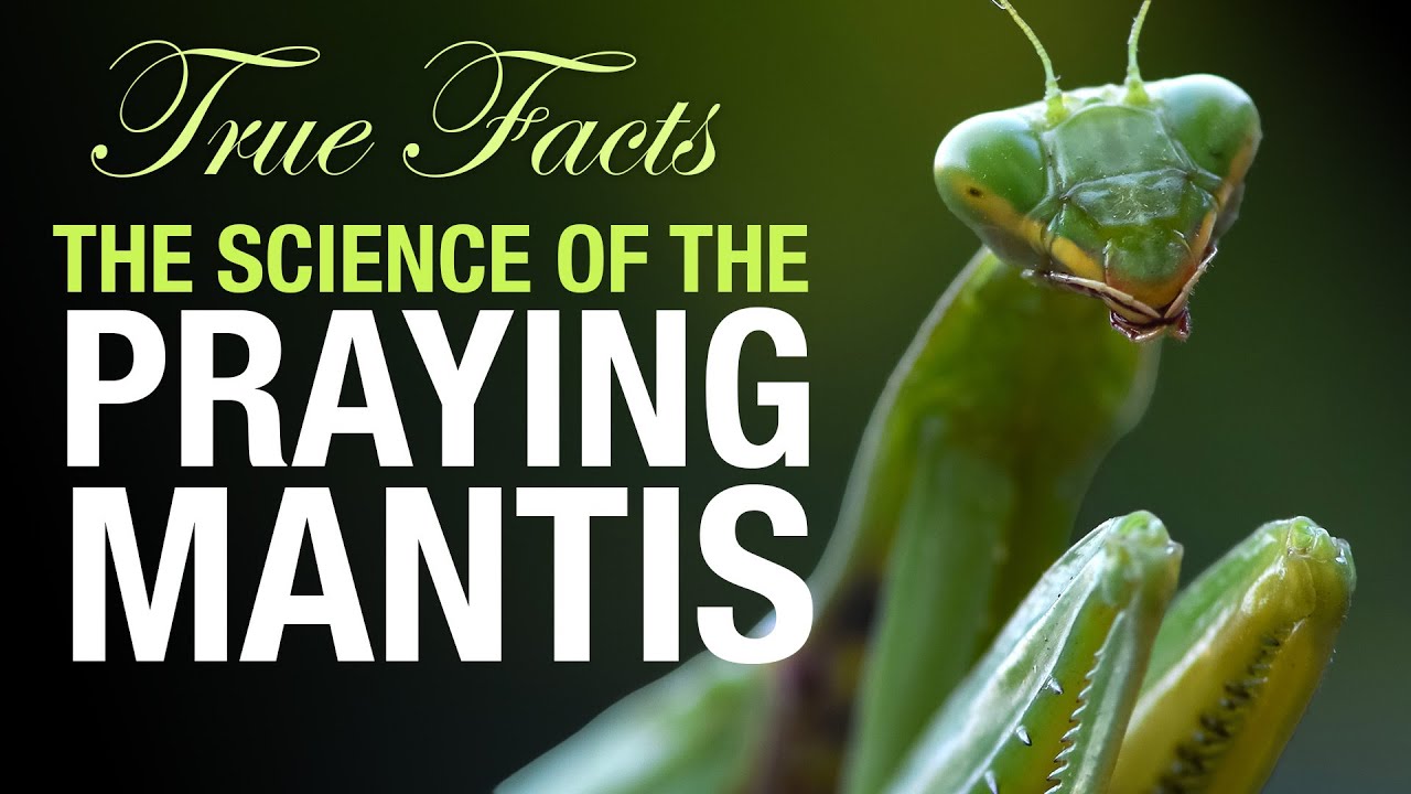 True Facts: The Science of the Praying Mantis