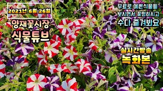 2021년 6월26일 토요일 예쁜식물들 보면서 수다떨어봐요 #양재꽃시장 #식물튜브