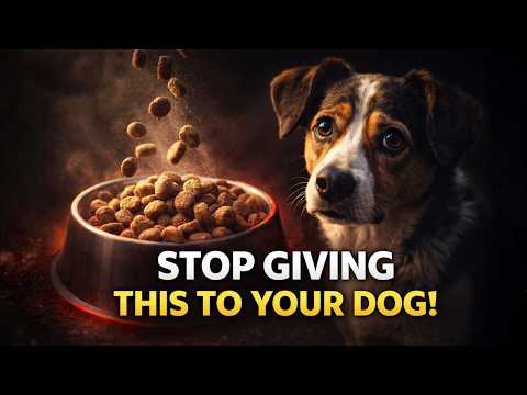 How To Feed Your Dog Healthy: The Ultimate Natural Food Guide 🐾