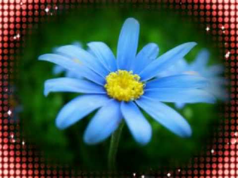 Ku Cinta Apa Adanya Kamu