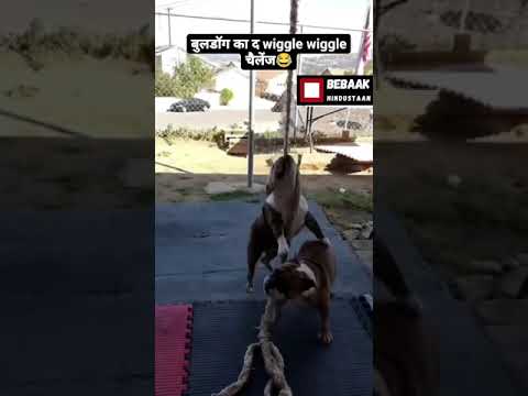 #viralvideo #youtubeshorts #socialmedia #amazing #doglover #dogs