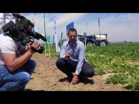 Dulcesti Field day - (Romania)