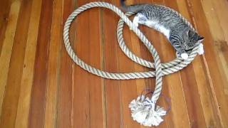 preview picture of video '1. Cat playing with a boat mooring rope'