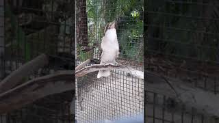 Download lagu Kookaburra Bird happy call at McCarthys wildlife  sanctuary Florida,FL mp3