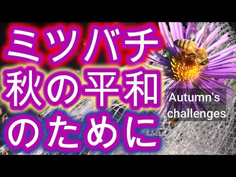 経済学科 晴蜂雨読 No. 67／オオスズメバチとミツバチヘギイタダニ／ 秋の養蜂場の2大難問は克服されたのか／2025年10月、その1／山崎亮一／日英字幕付／Autumn's challenges／Sub