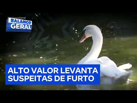 Cisne branco avaliado em R$ 15 mil some de parque em Campinas, no interior de São Paulo