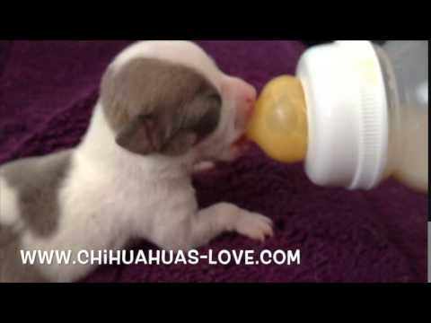 Click to View : Cachorro Chihuahua Tomando Biberon