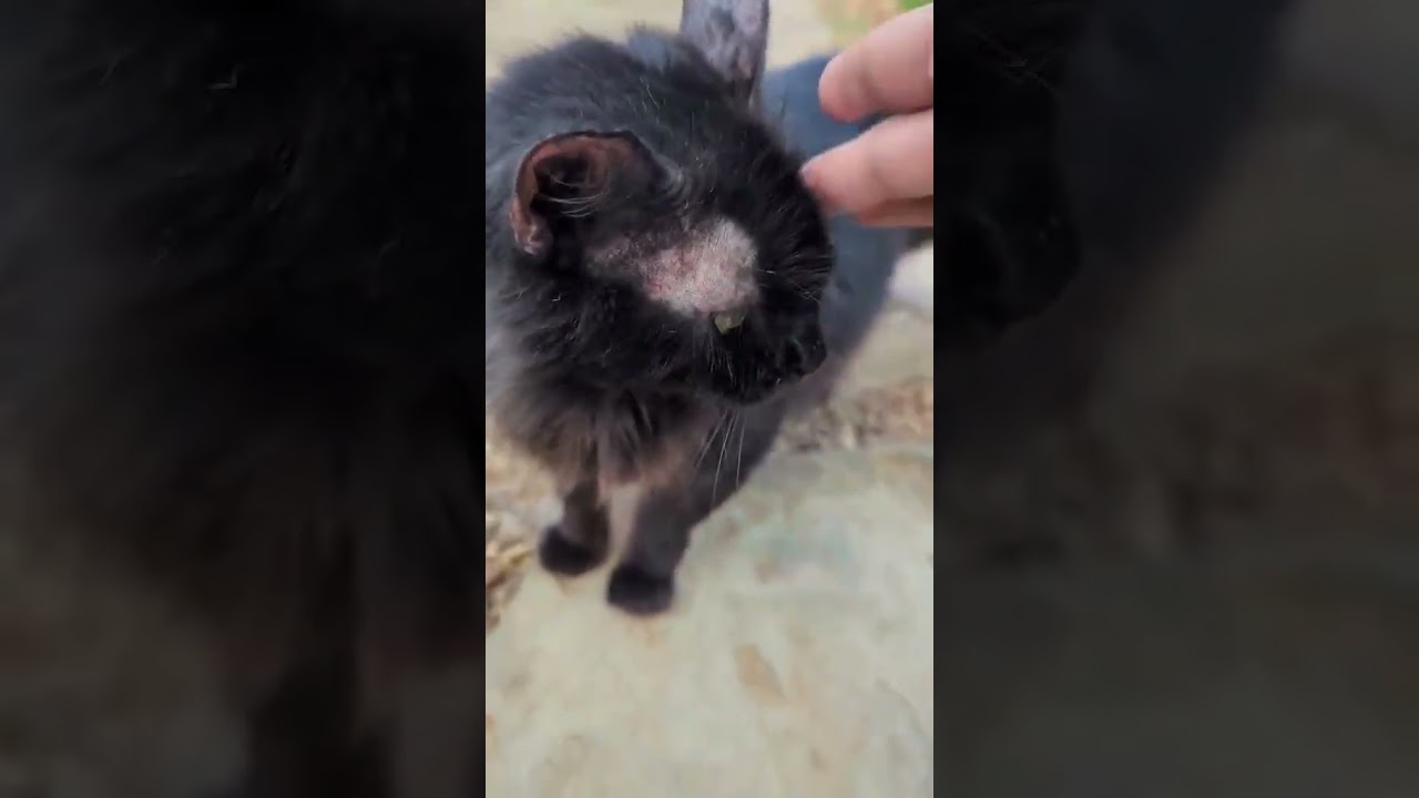 Mia video