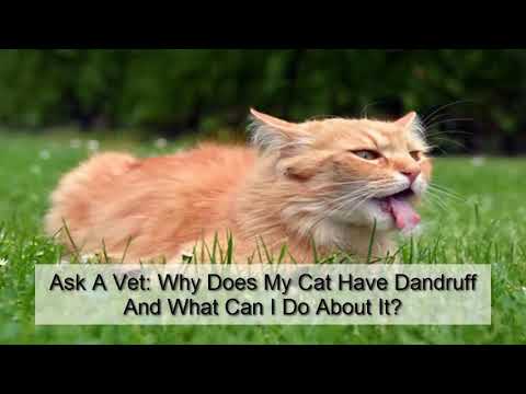 Cat Dandruff Remedies and Solutions