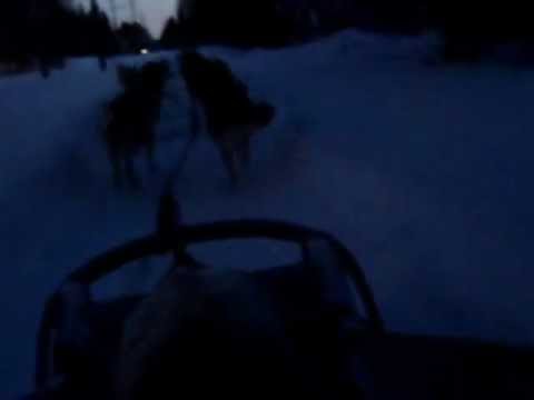 Sled dogs in Kittilä (Finland)
